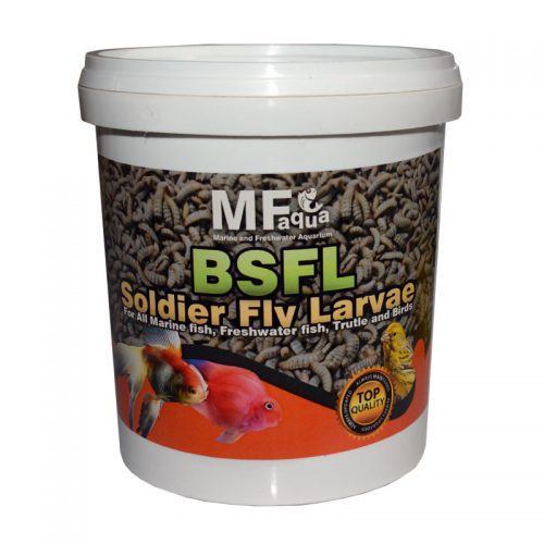 BSFL Soldier Fly Laver